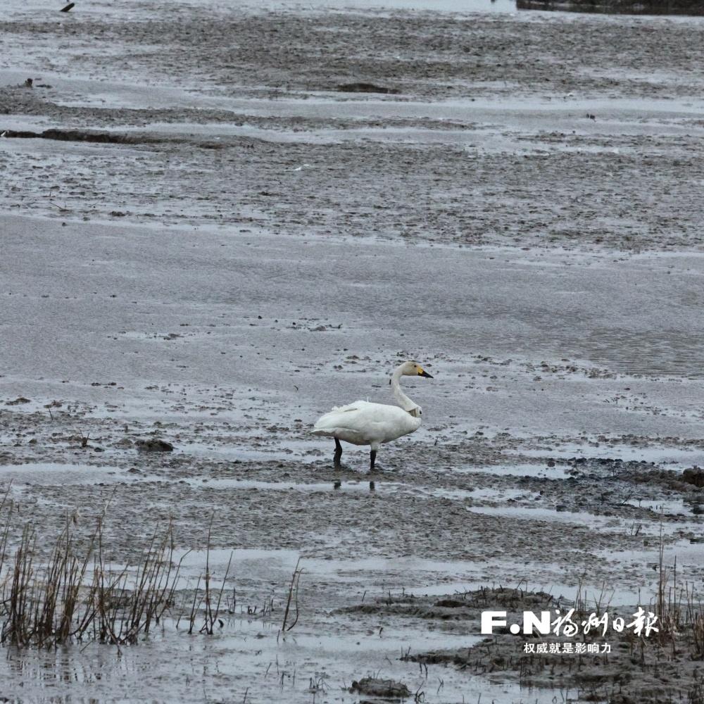 三只小天鹅的湿地奇遇(图2)