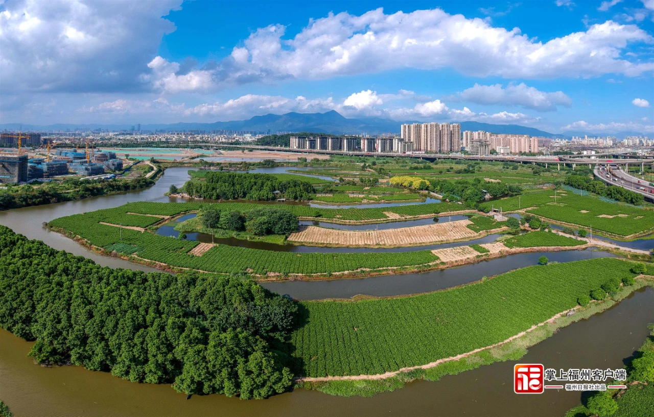 这十年 一花一茶越古今！寰宇的采用ob体育都会的守望(图6)