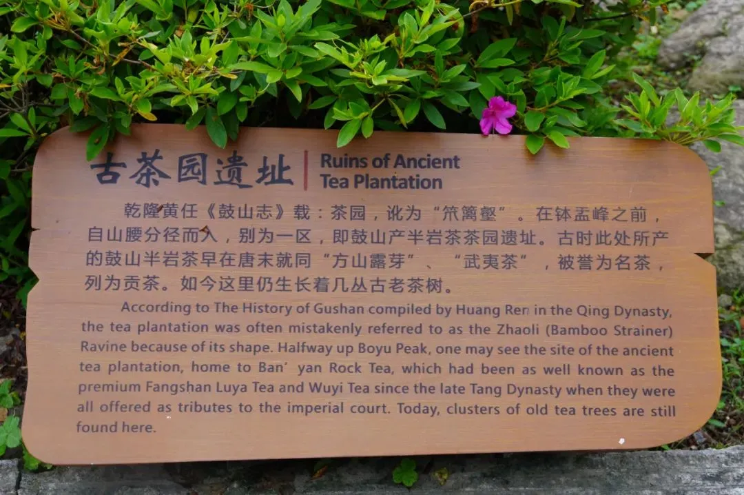 这十年 一花一茶越古今！寰宇的采用ob体育都会的守望(图10)
