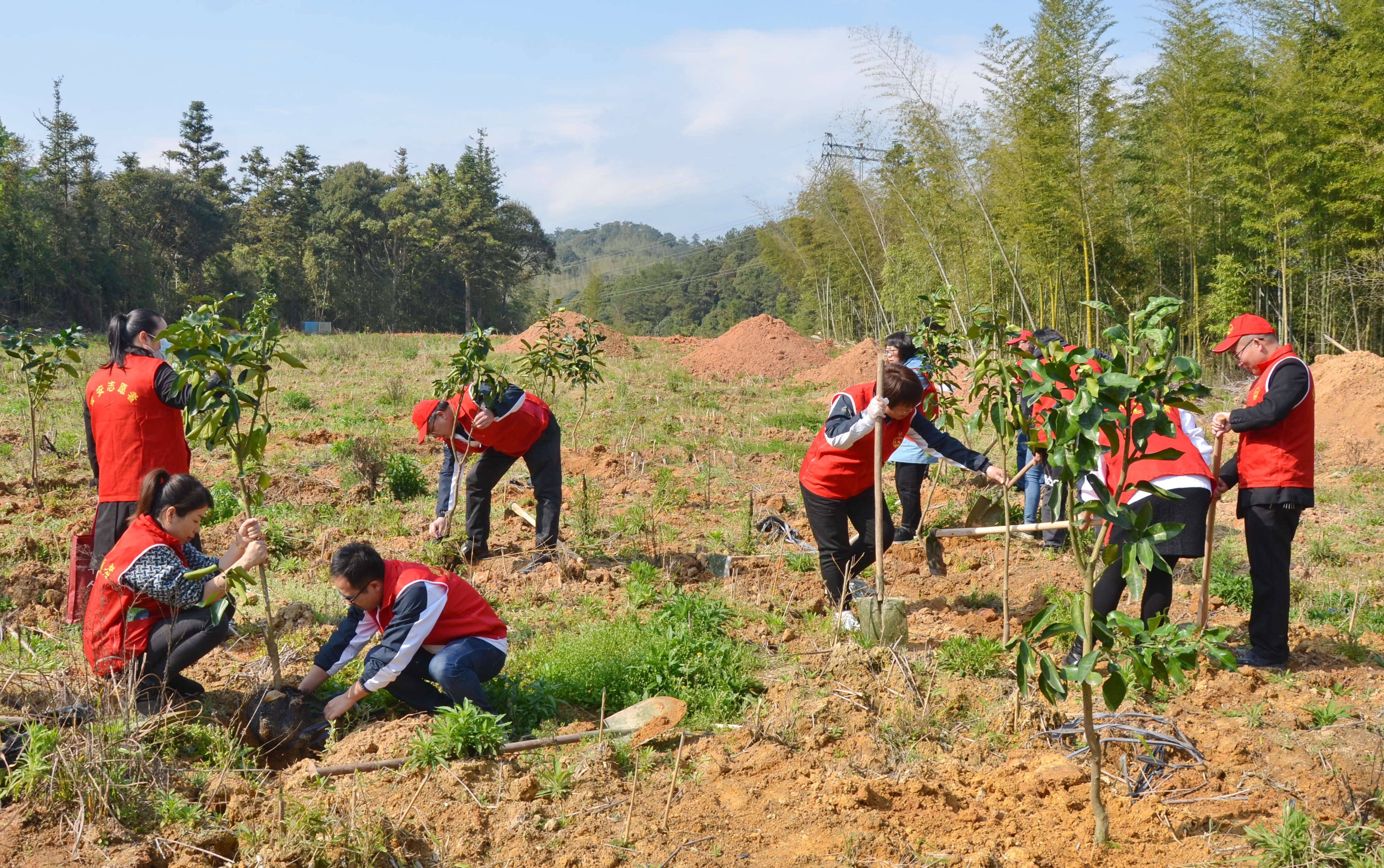 开展植树节主题党日活动