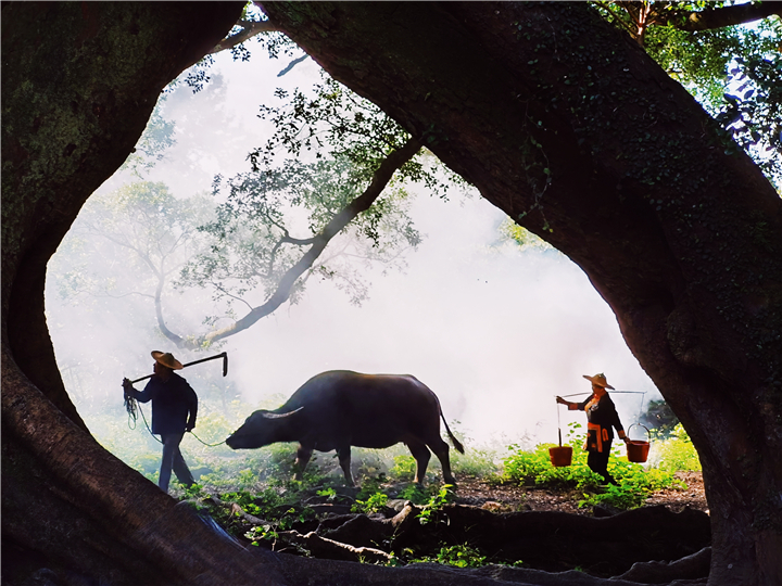 郑清华《耕牛人的坚守》