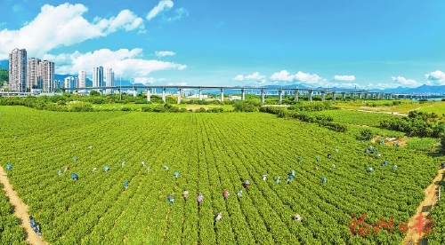 福州乡村产业拔节生长 福州乡村产业拔节生长