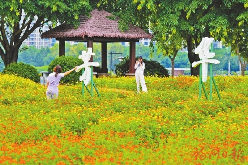 福州新版硫华菊花海亮相 福州新版硫华菊花海亮相