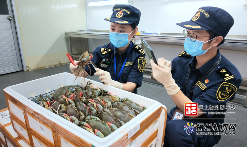 印尼活青蟹“飞”抵榕城 印尼活青蟹“飞”抵榕城