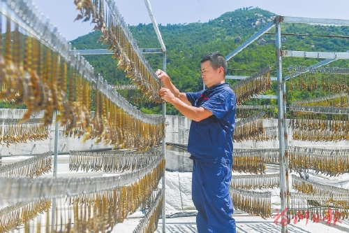 探寻罗源海马养殖的逆袭密码 探寻罗源海马养殖的逆袭密码