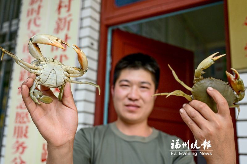 连江马鼻镇浮曦村水上建立农林牧场：密密红树林 十万大红蟳