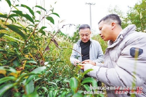 有机种植锁住茶叶原味