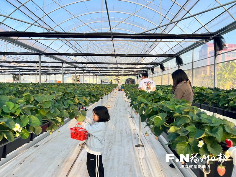 味美颜值高采摘不弯腰 长乐“空中草莓”受热捧