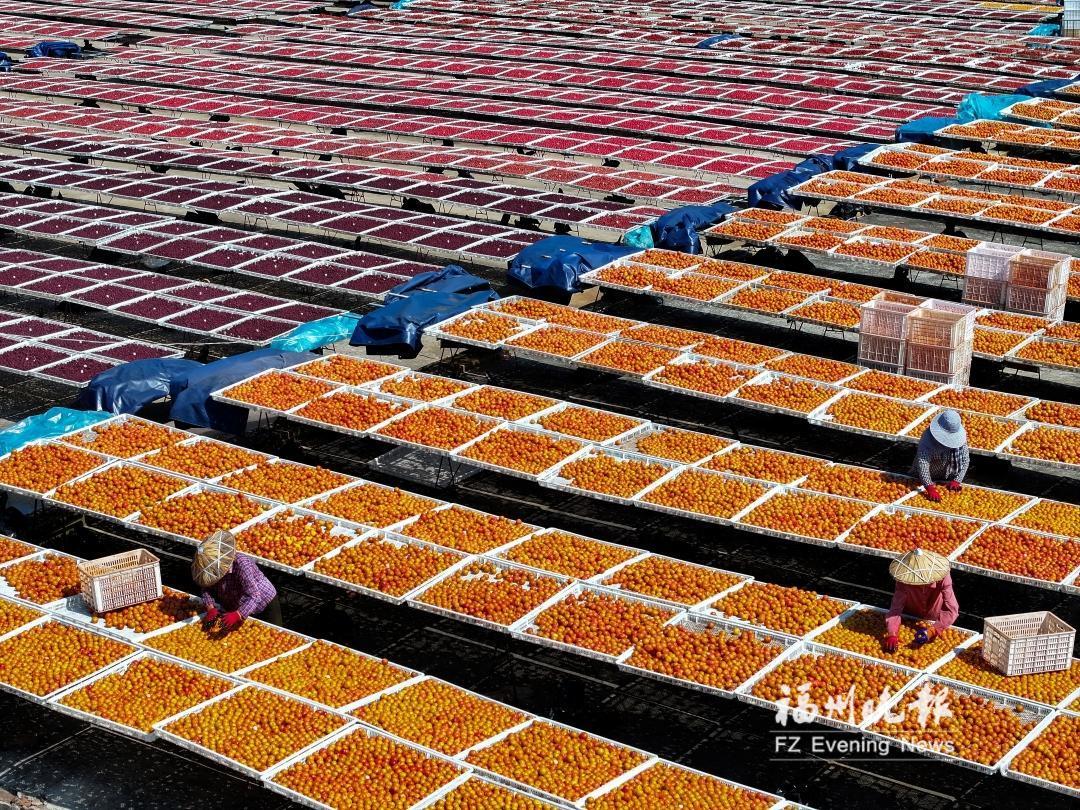 盛夏迎丰收 永泰晒李忙